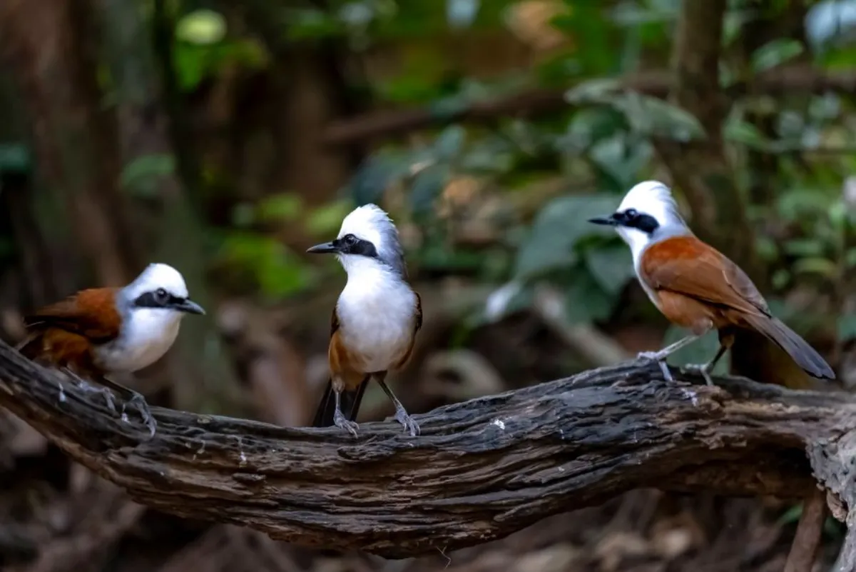 laughingthrush bird