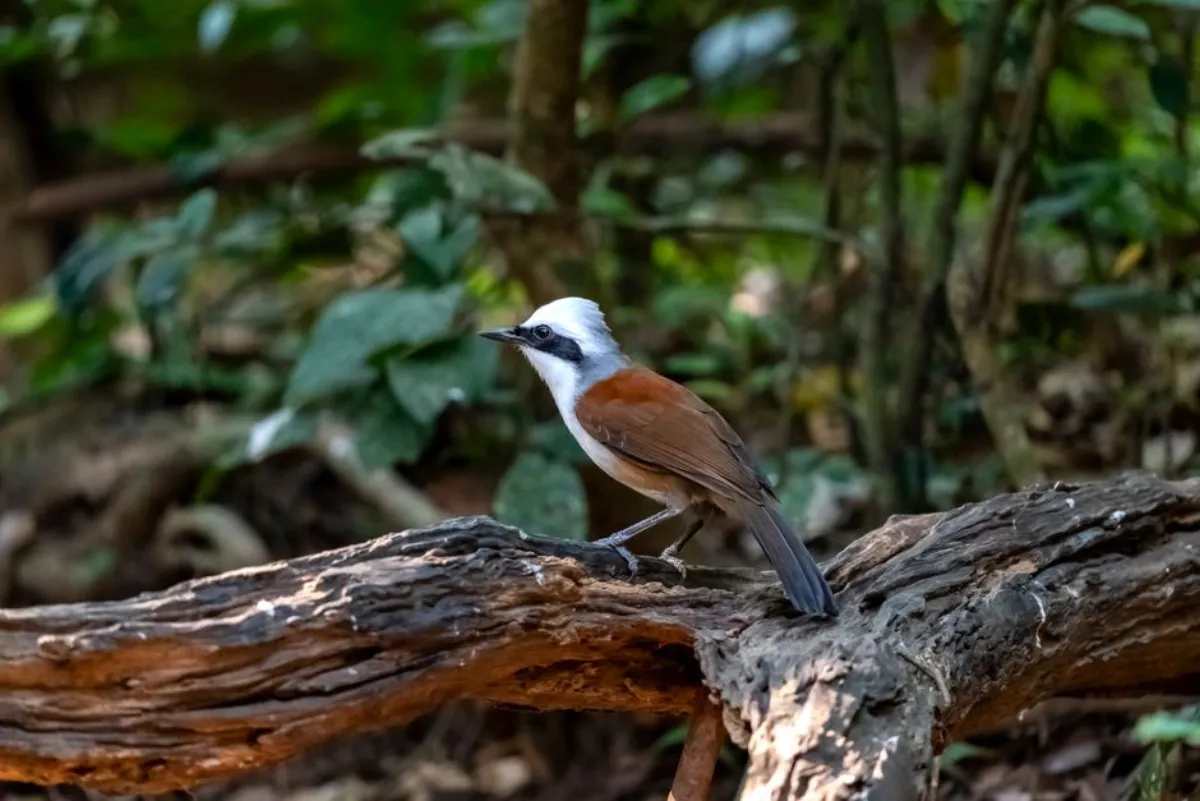 laughingthrush bird