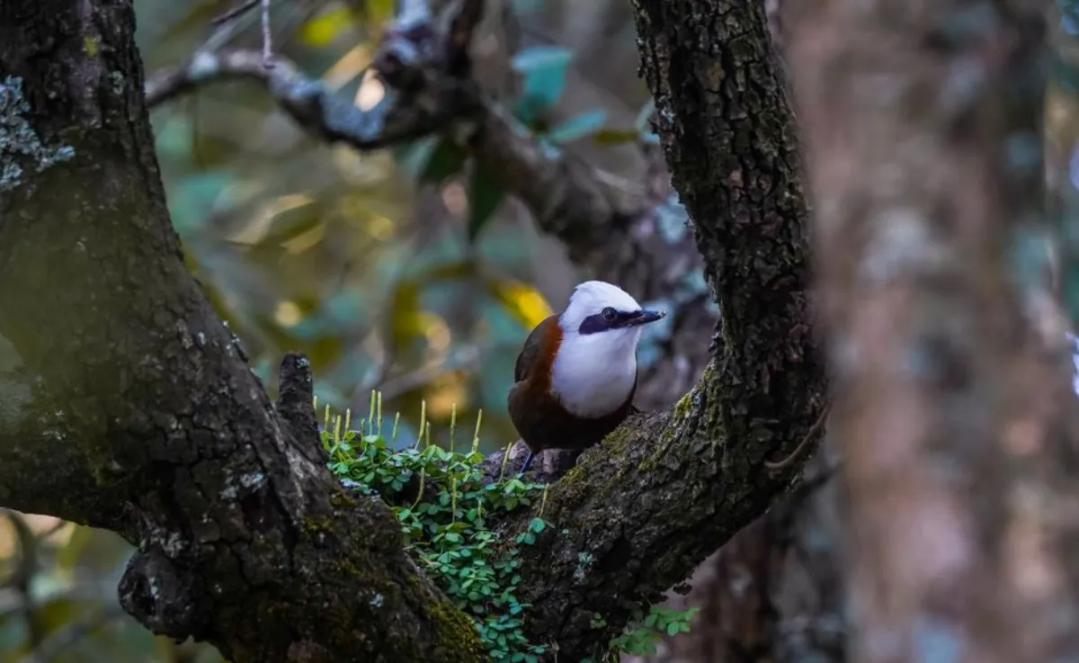 laughingthrush bird